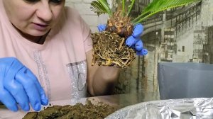 Cycas revoluta Sagopalm (Цикас революта) або "Сагова пальма". ☺️Пересадка, перший досвід. 🤔