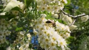 Почему черемуха, почему бела ....