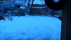 ПОДСАДНЫЕ УТКИ / Содержание Уток в Зимнее время на Северном Урале.