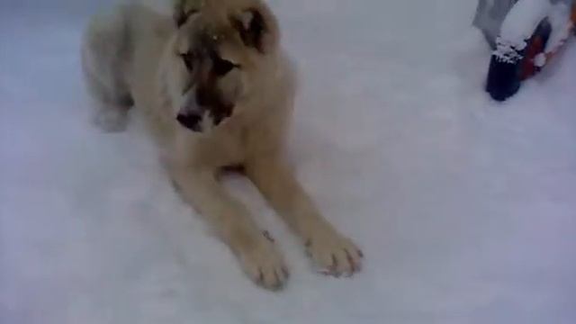 Алабай 8 мес играет с мышкой) смотреть онлайн