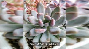 22 Types of Pachyphytum Pictorial Guide