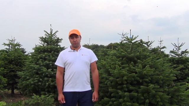 Какая елка лучше, Датская или пихта Нордмана