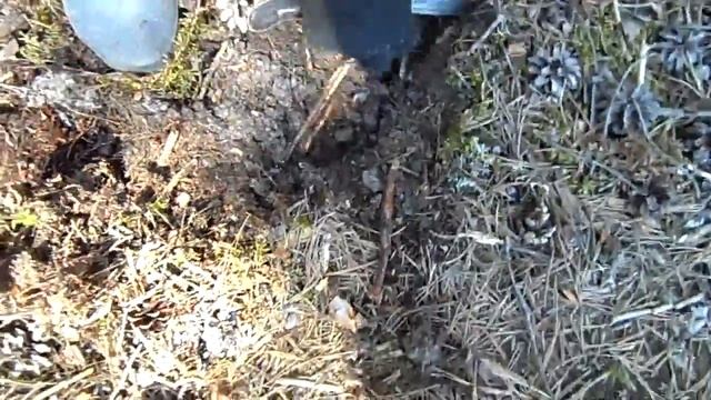 Заготовка корня.(Валентина Дощинская) смотреть онлайн