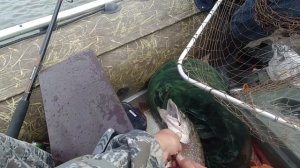 Обская троллинговая рыбалка 2021 // Обь, Киреевск, Таган