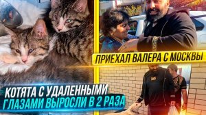 Приехал Валера. Как чувствуют себя котята с подвала? У Капы чуть прошли наросты во рту.