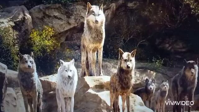 Почему волки воют? смотреть онлайн