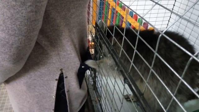 Енот воришка шарит по карманам смотреть онлайн