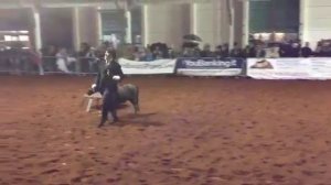 Carmine Falabella Pony Show e Peter Fieracavalli 2014