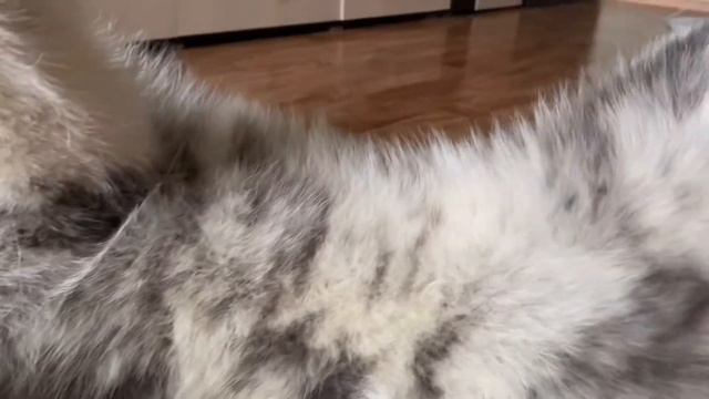 Как я вычесываю акиту смотреть онлайн