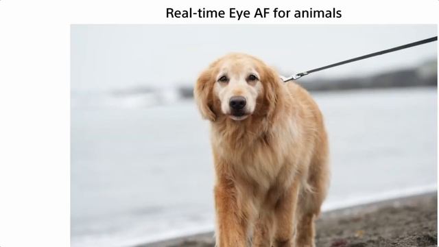 Sony Alpha a7 IV Mirrorless Digital Camera Body | Outdoorphoto смотреть онлайн