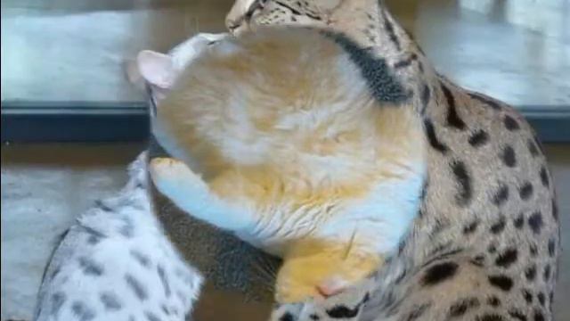 Самые большие коты смотреть онлайн