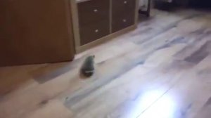 Колючий футболист