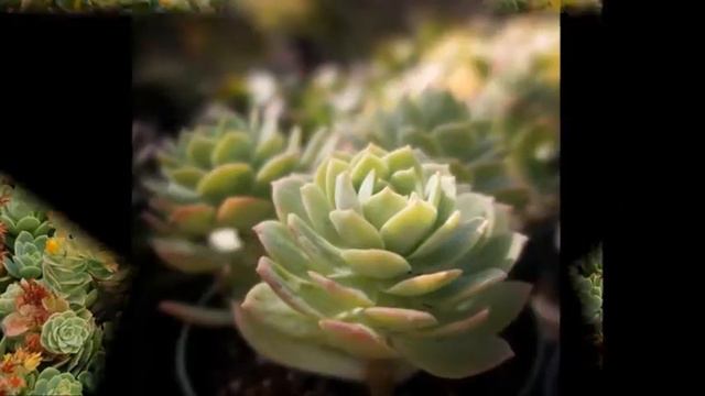 Most Beautiful Sedeveria Green Rose смотреть онлайн