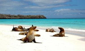 051,РР 3.7.2.На Галапагосских островах.mp4