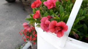 ??КАЛИБРАХОА- ЦВЕТОК, ПОХОЖИЙ НА ПЕТУНИЮ!??ПРИГЛАШАЮ ПОЛЮБОВАТЬСЯ ЭТИМ РАСТЕНИЕМ У МЕНЯ ВО ДВОРИКЕ.