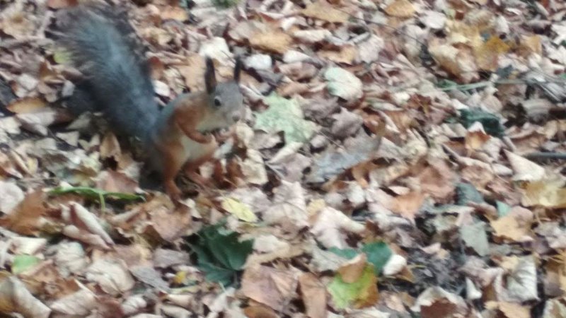 Squirrels ️, ️️️ spring, play of the forest. весна,игра, белок,️ в лесу.