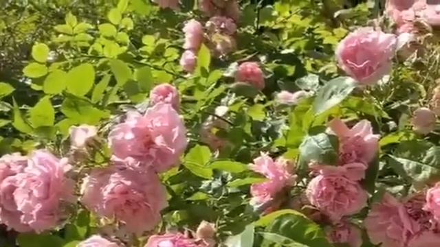 Алла Пугачева - Этот мир придуман не нами