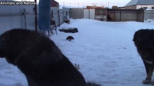 Кавказские овчарки тестирование на Волчий вой