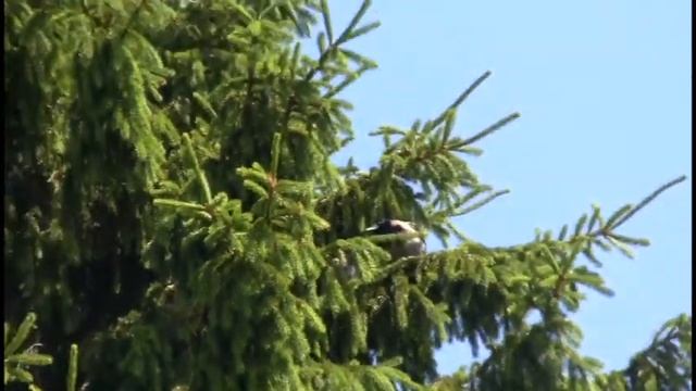 what is dacha смотреть онлайн