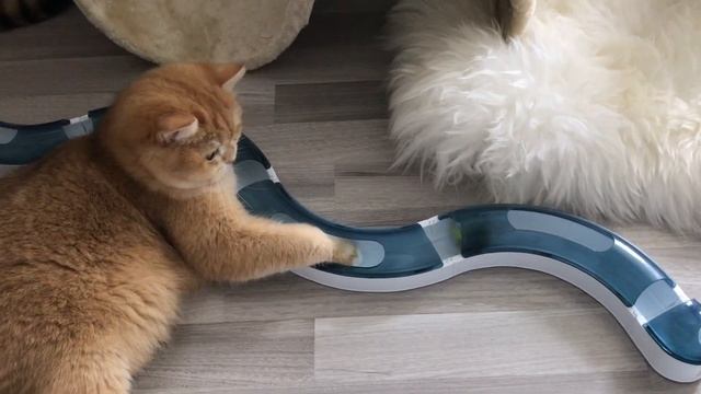 ??✨ЗАВТРАК У КОШЕК ЗОЛОТЫХ ШИНШИЛЛ???GOLDEN KITTENS?