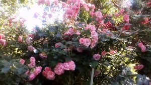 Роза флорибунда Помпонелла # Pomponella #Кордес #2005 #знакADR2006 #5наград #ароматная #мойсад #202