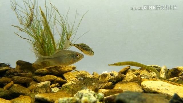 Двустворчатые моллюски/Bivalve Mollusks