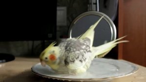 Корелла Пчёлка купается / Honeybee the cockatiel is taking a bath