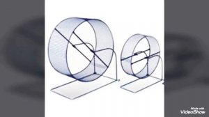 Что нельзя морским свинкам? Как нельзя кормить и содержать морских свинок!