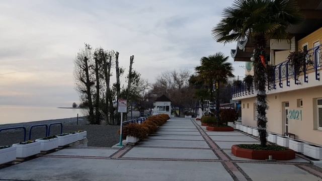 Сколько стоит живая елка? Наряжаем пальмы вместо елок. Пляж "Одиссея в Лазаревском. 28 декабря 2020 смотреть онлайн