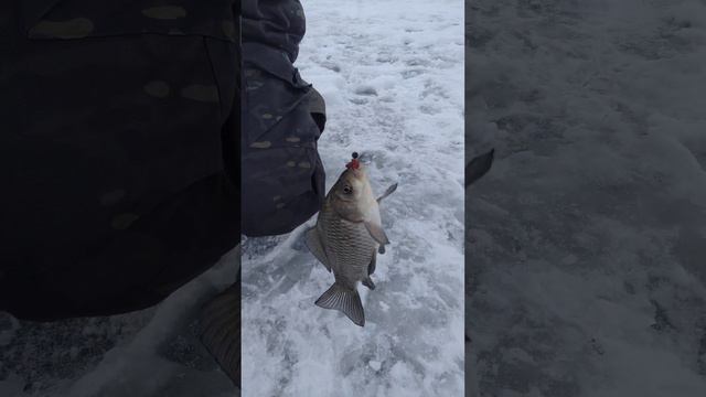 Рыбалка на МОРМЫШКУ 🕳️🕳️🐟🎣🕳️🕳️🐟🎣🕳️🕳️🐟🎣❄️🌊📽️🌅