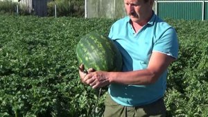 Выращивание арбузов в Средней Полосе. Бахча № 1. 2015 год часть 1.