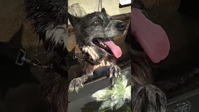 Купаем нашего пса Тишу 👍 смотреть онлайн