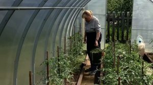 Формирую огурцы. Замульчировала томаты сеном.