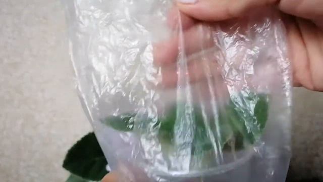 Красотка глоксиния цветёт, как продлить цветение, как взять черенок
