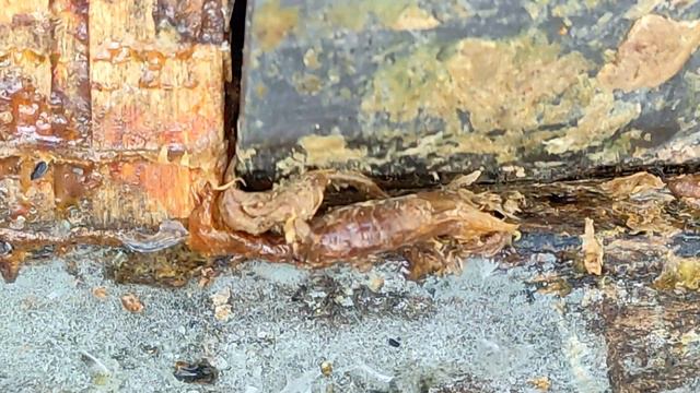 PROPOLIS W PASIECE - Podstawowe Wiadomości смотреть онлайн