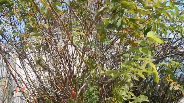 Шиповник садовый смотреть онлайн