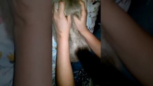 Массаж кормящей кошке.