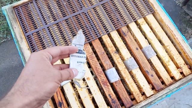 Что с полосками спустя 4 недели? Щавелевая кислота и глицерин против варроатоза смотреть онлайн