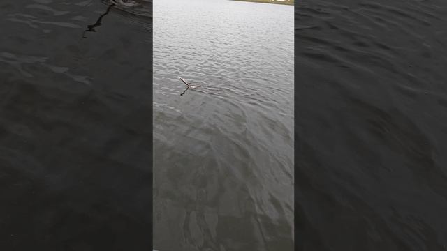 Поймали...)