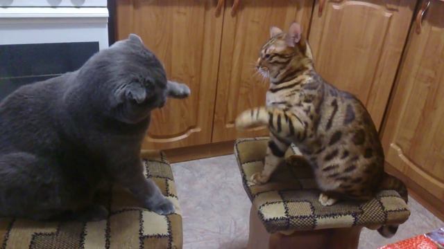 Кошачий бокс “For licensing or usage, contact viralhit@mail.ru” смотреть онлайн