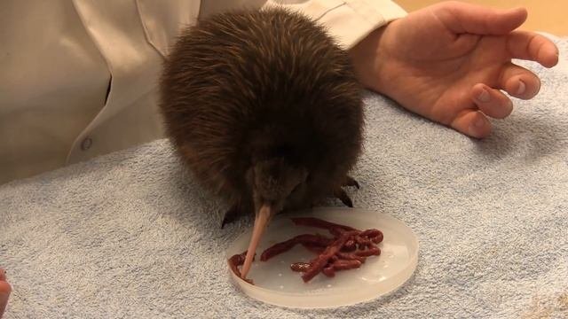The World's Cutest Animal? - Baby Kiwi