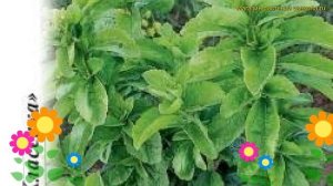 Стевия (Стевия Услада). Краткий обзор, описание характеристик, где купить семена stévia Услада