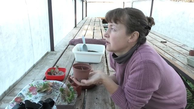 Как укоренить кактус? Правила посадки суккулентов. Один из способов размножения.