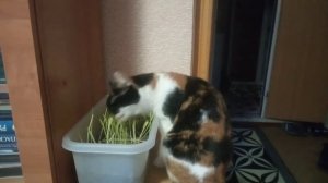 Кормим кошку овсом / Бася любит зелень 
Fresh herb  for cats