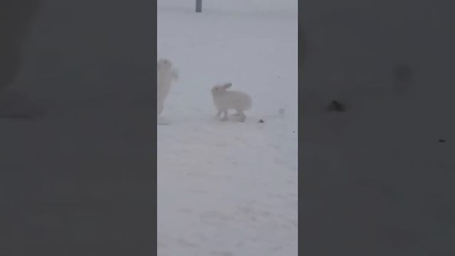ЗАЙЦЫ УБИВАЮТ ДРУГ ДРУГА ЗА ЕДУ ЗАЯЦ БОКСЁР?ГОЛОДНЫЕ ЗАЙЦЫ#no #вмире #семья #зайчик #животные #жизн