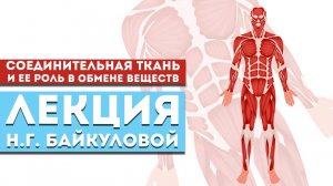 Лекция Н.Г. Байкуловой «Соединительная ткань и ее роль в обмене веществ»