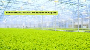 тепличный комбинат