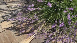 Lavender Phenomenal: Best Lavender for Heat and Humidity