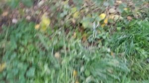 Ежевика Лохтей и Блек Даймонд,готовлю кусты к зимовке