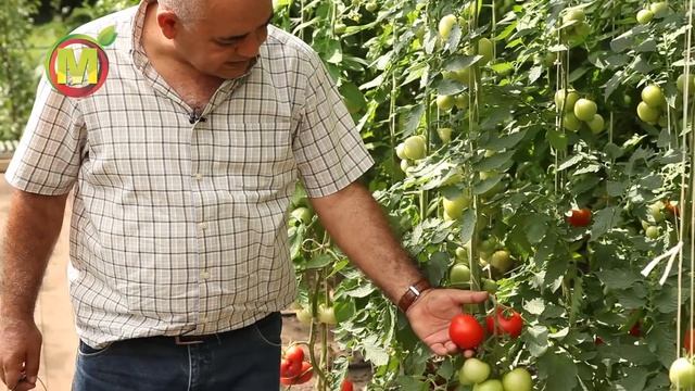 ? Вкусные гибриды томатов в 2021. Любушка F1 смотреть онлайн